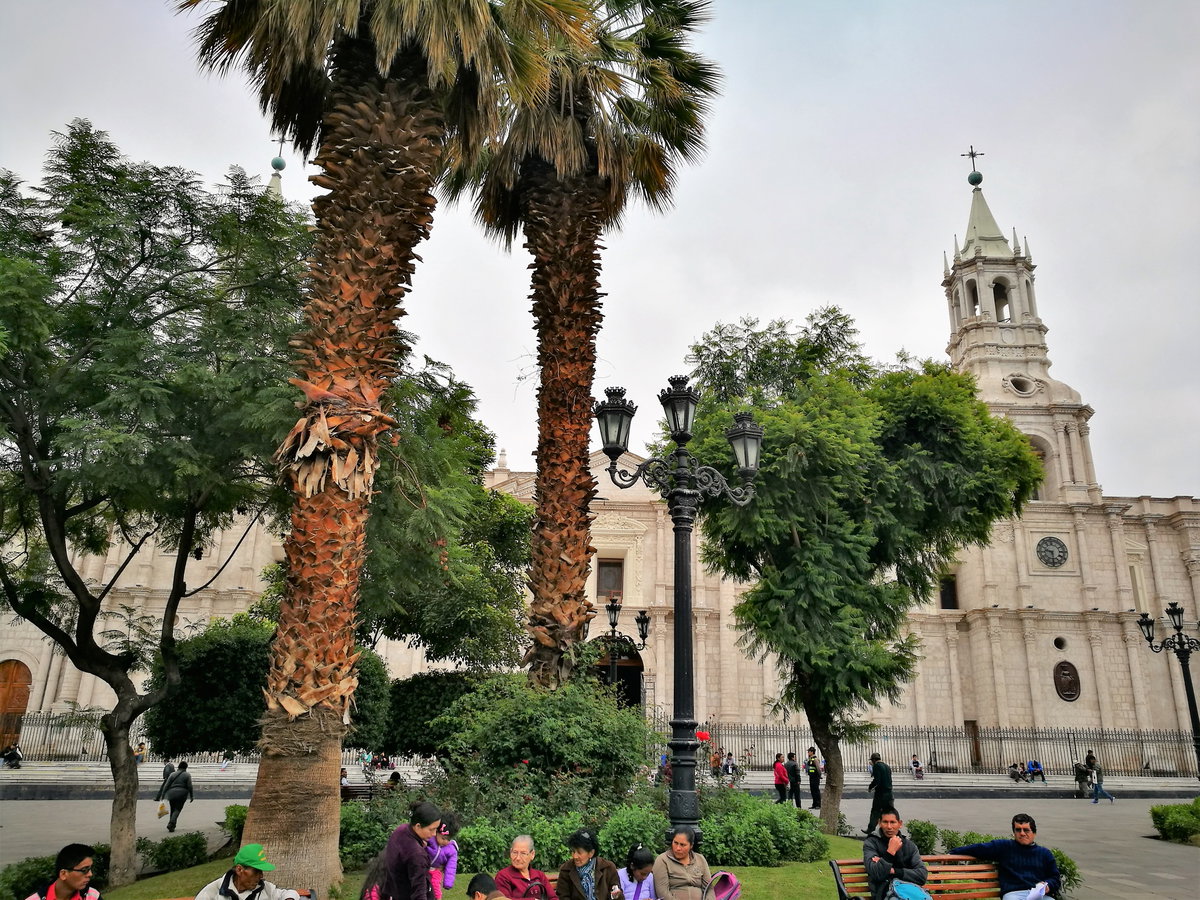 Arbres de la Plaza de Armas d'Arequipa amb la catedral darrera, Arequipa, Peru, 2017