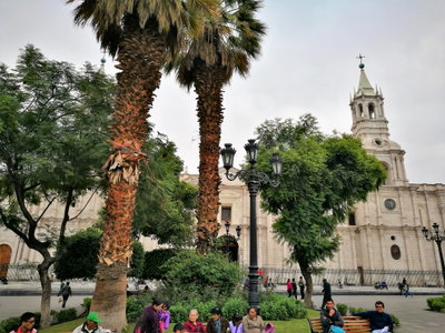 Arbres de la Plaza de Armas d'Arequipa amb la catedral darrera, Arequipa, 2017