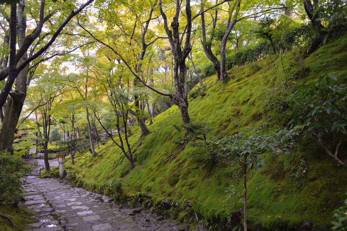 The Moss In The Moss Garden, Kyoto, Japan, 2015
