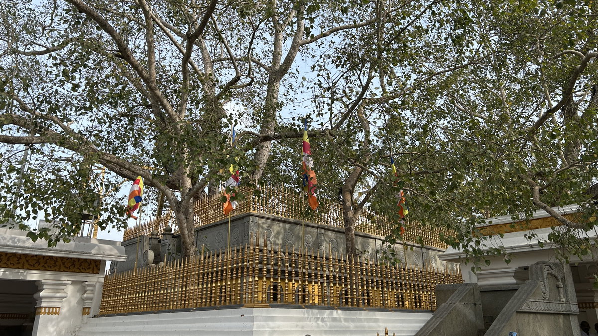 Bo Tree at Jaya Sri Maha Bodhi, Anuradhapura, Sri Lanka, 2024