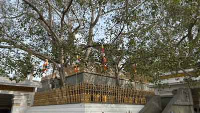 Bo Tree at Jaya Sri Maha Bodhi, Anuradhapura, 2024