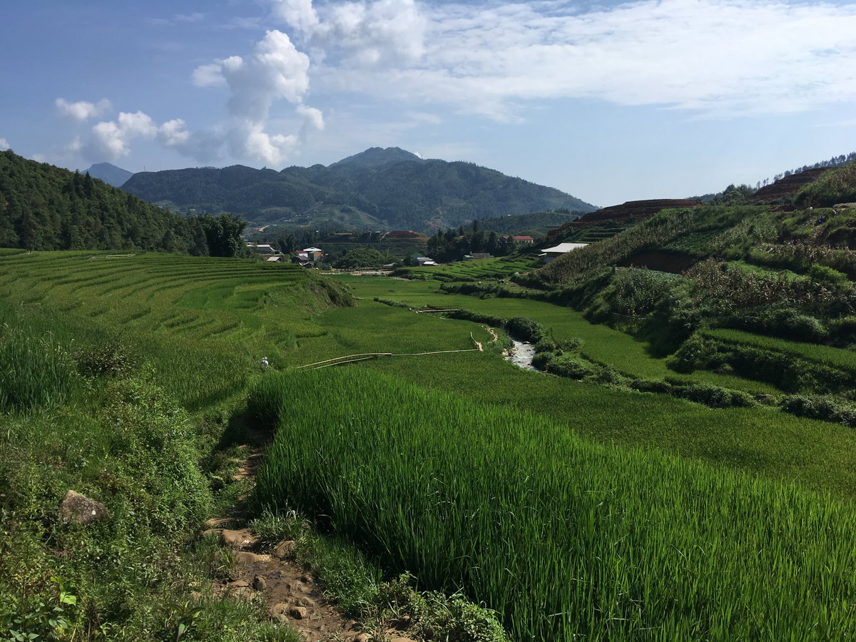 Rice terraces in Sa Pa 03, Sa Pa, Vietnam, 2018