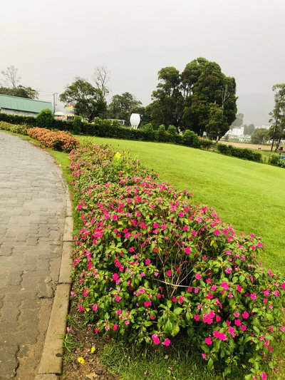Nuwarelia 3, Nuwara Eliya, 2019