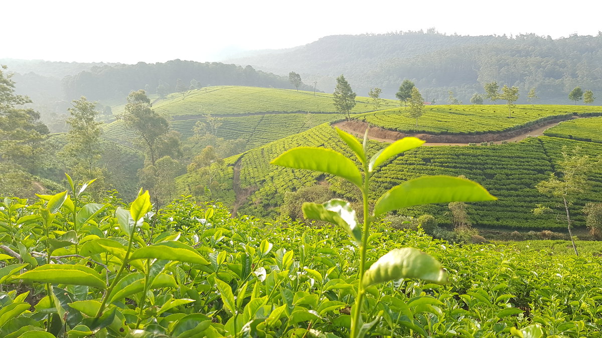 Tea plantation on the way to hortain plains, Nuwara Eliya, Sri Lanka, 2020