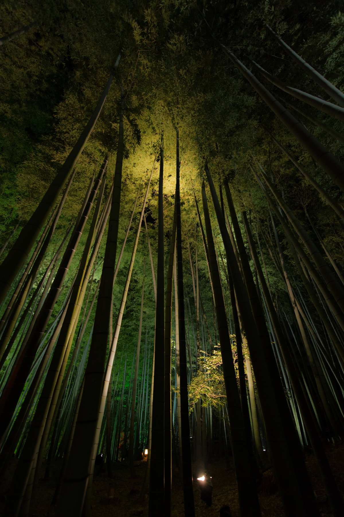 Banboo forest in Kodaiji-temple, Kyoto, Japan, 2013