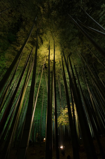 Banboo forest in Kodaiji-temple, Kyoto, 2013