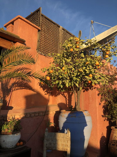 Marrakech, Marrakech, 2020