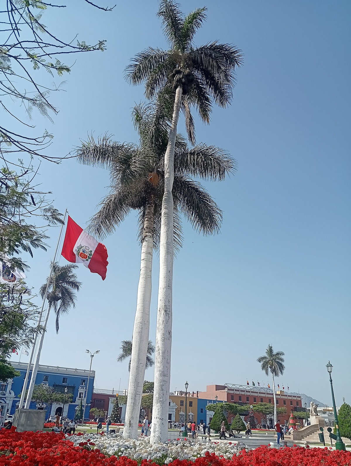 Palmera ubicada en la Plaza de Armas de Trujillo 02, Trujillo, Peru, 2025