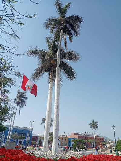 Palmera ubicada en la Plaza de Armas de Trujillo 02, Trujillo, 2025