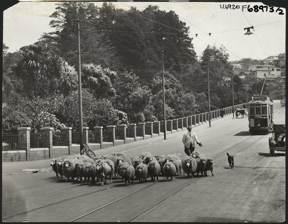 Herding sheep along Glenmore Street, Wellington, circa, Wellington, New Zealand, 1930