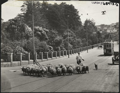 Herding sheep along Glenmore Street, Wellington, circa, Wellington, 1930