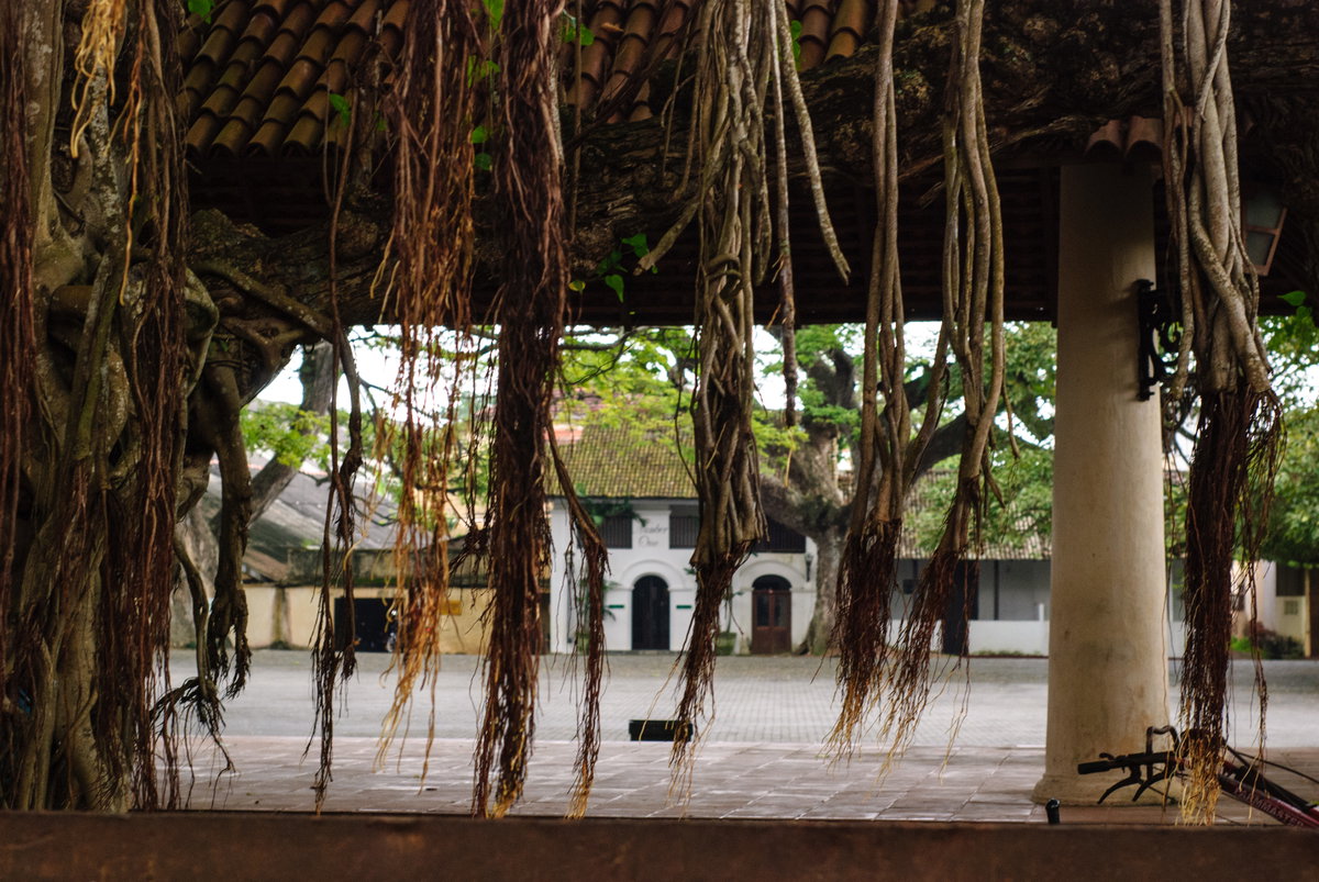 Floating roots, Galle Fort, Galle, Sri Lanka, 2012