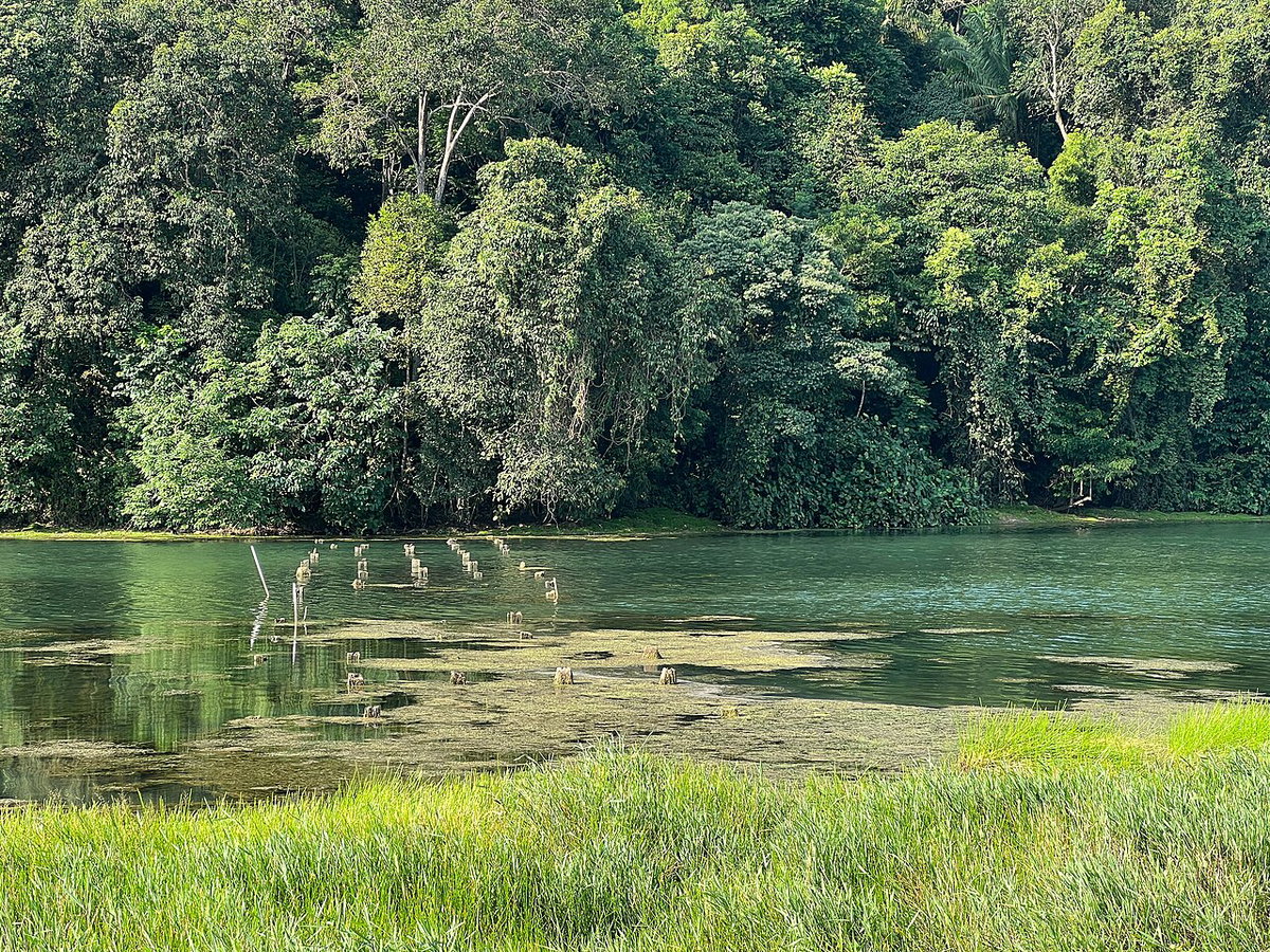 Remains of Divine Bridge leading to Synonan Jinja at MacRitchie Reservoir, Singapore, Singapore, 2022