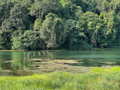 Remains of Divine Bridge leading to Synonan Jinja at MacRitchie Reservoir, Singapore, 1, Singapore — photos through time