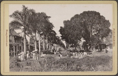EU: Maagdenstraat in Paramaribo met bomen en voorbijgangers (1910), Paramaribo, 1910