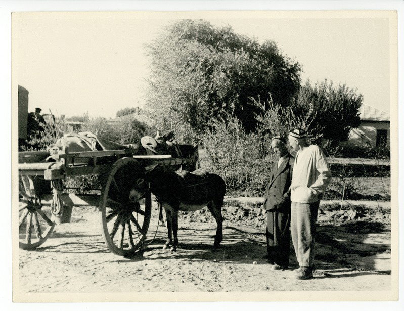 EU: donkey in Samarkand, 1960 (1960), Samarkand, Uzbekistan, 1960