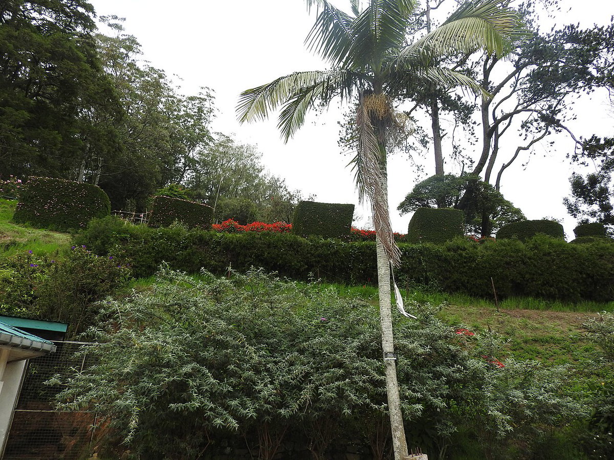 Hakgala botanical garden-7-nuwara eliya-Sri Lanka, Nuwara Eliya, Sri Lanka, 2019