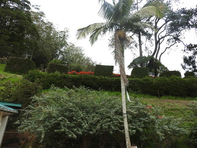Hakgala botanical garden-7-nuwara eliya-Sri Lanka, Nuwara Eliya, 2019