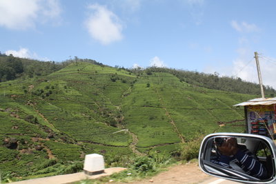 The freshness of ceylone tea, Nuwara Eliya, 2012