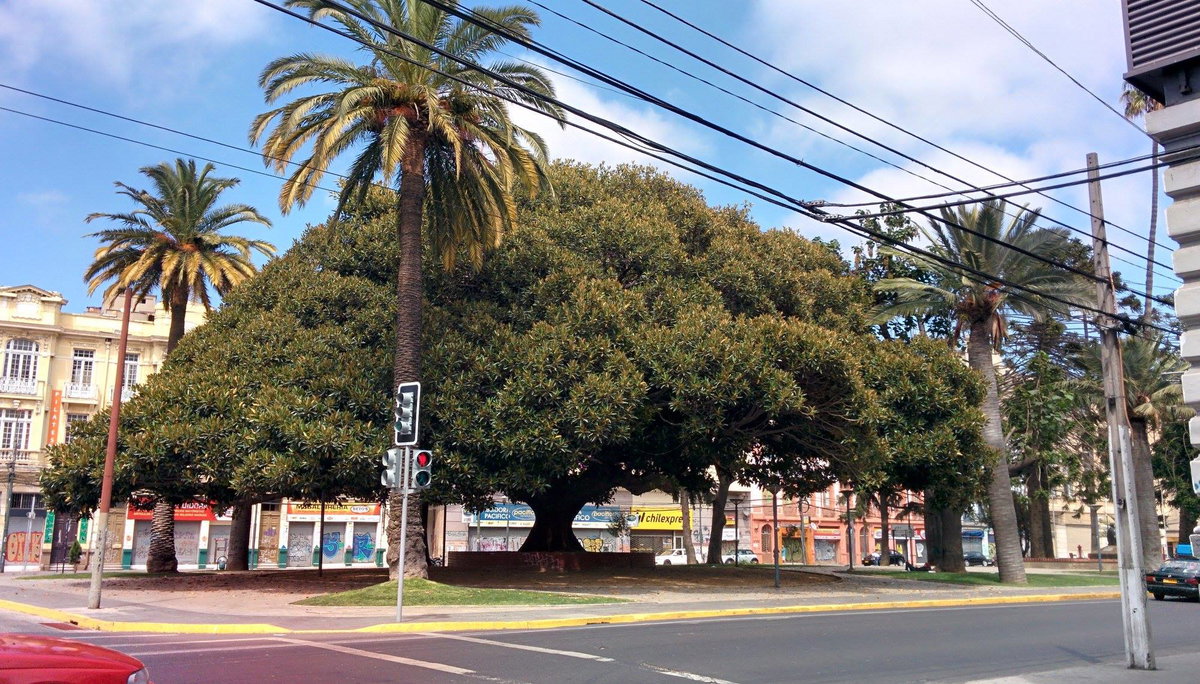 Gran árbol, calle Brasil, Valparaíso, Región de Valparaíso, Chile, Valparaíso, Chile, 2015