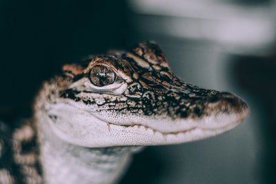 The Baby Alligator (Unsplash), New Orleans, 2017