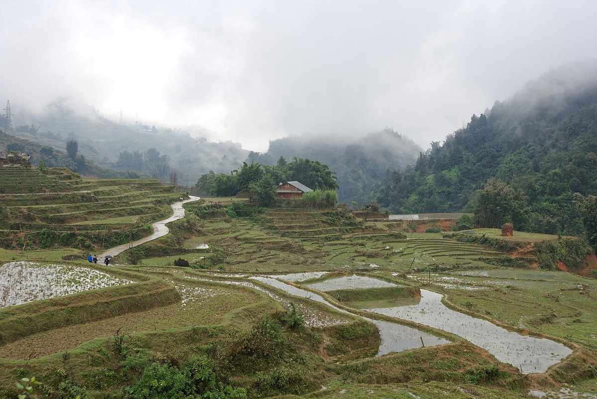 Road and paddy fields in Sa Pa, Vietnam, 1203, Sa Pa, Vietnam, 2024