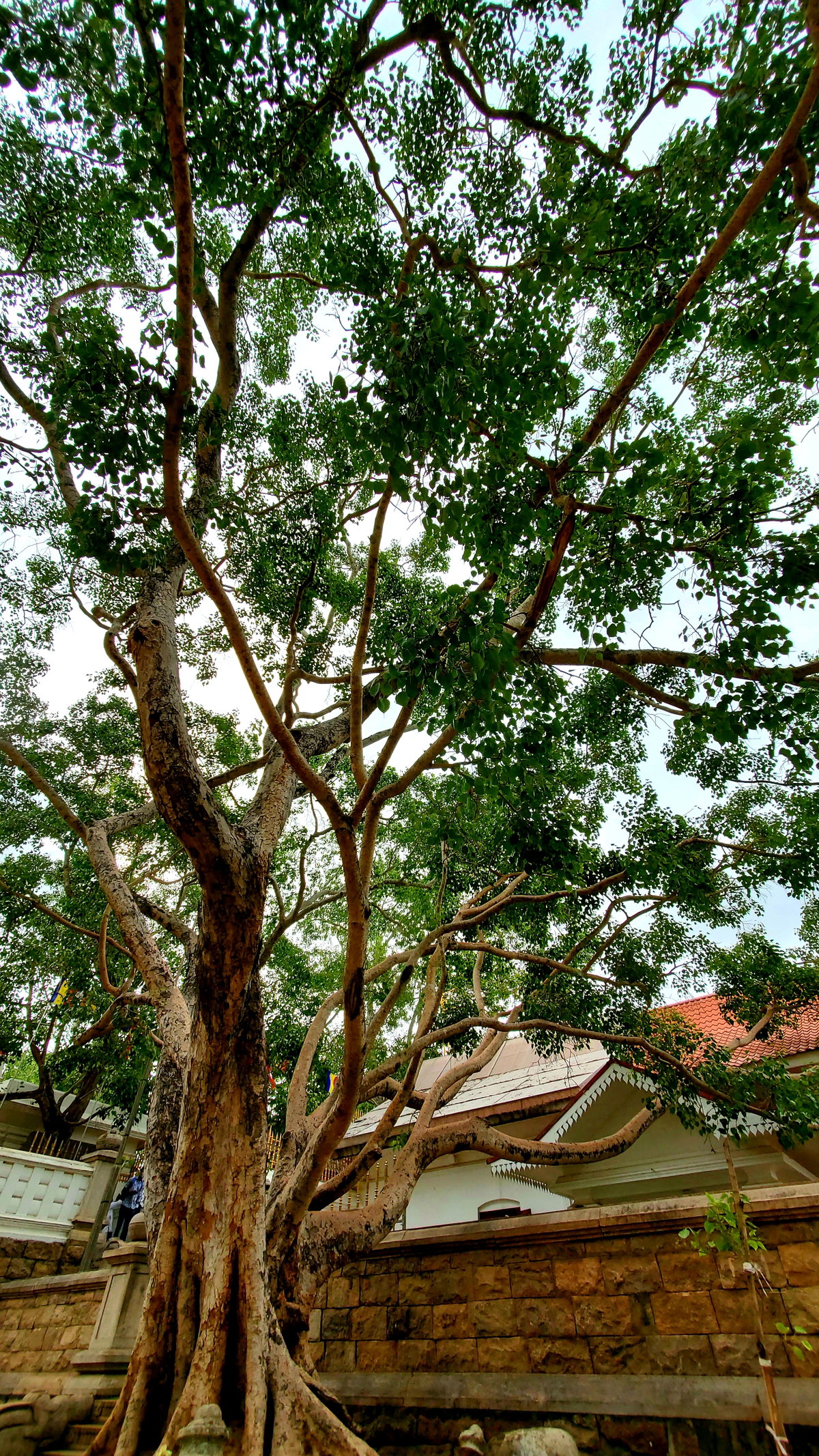 Jaya Sri Maha Bodiya, Anuradhapura, Sri Lanka, 2020