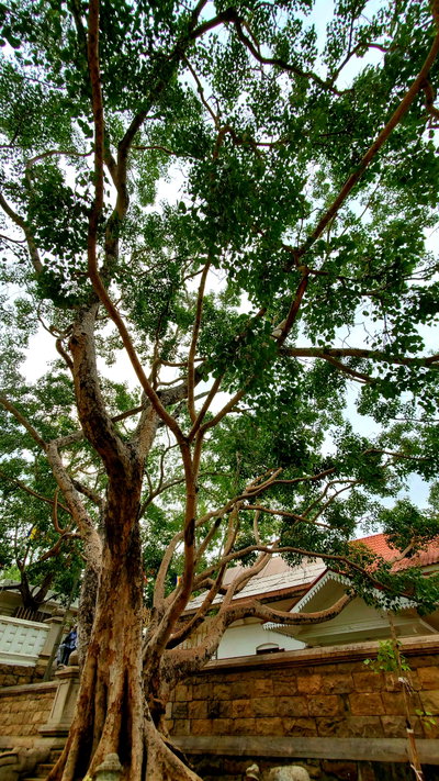 Jaya Sri Maha Bodiya, Anuradhapura, 2020