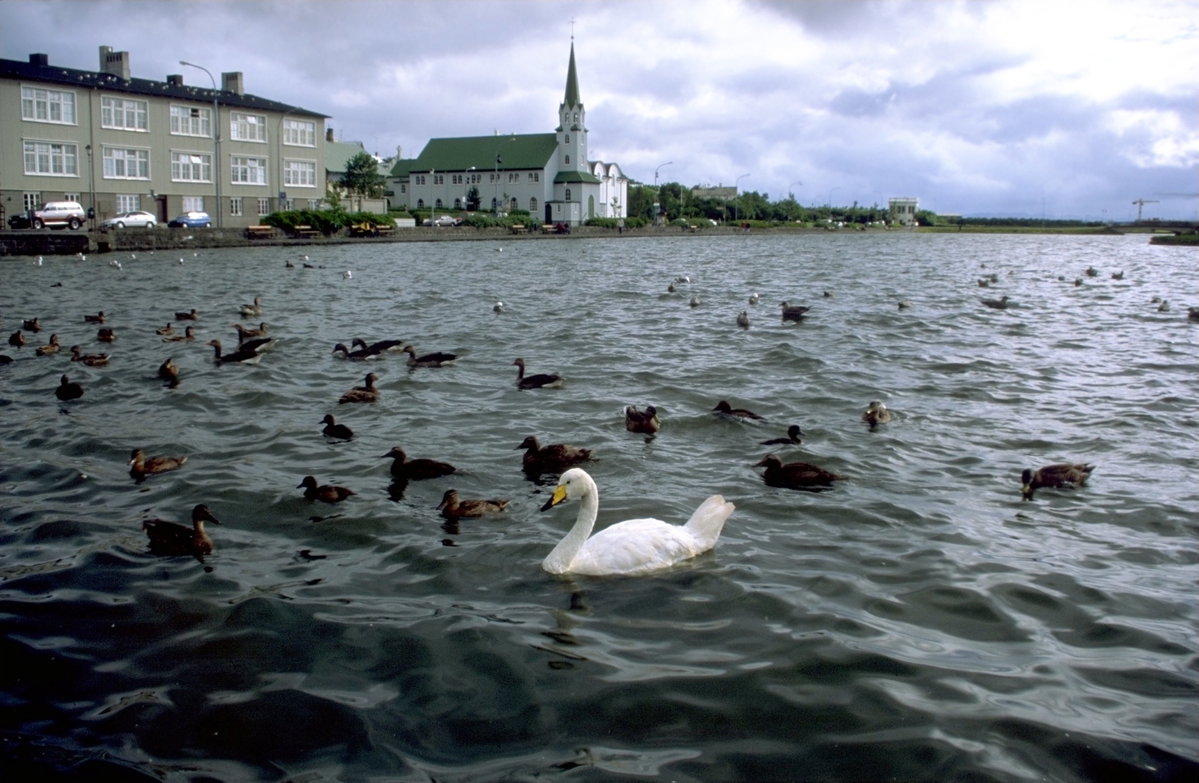 Tjoernin With Birds, Reykjavik, Iceland, 1996