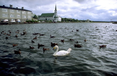 Tjoernin With Birds, Reykjavik, 1996