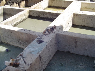 Marrakech tanneries, Marrakech, 2006