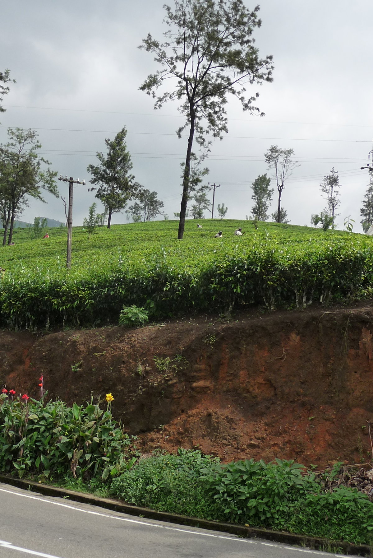 Theeplantage, Nuwara Eliya, Sri Lanka, 2013