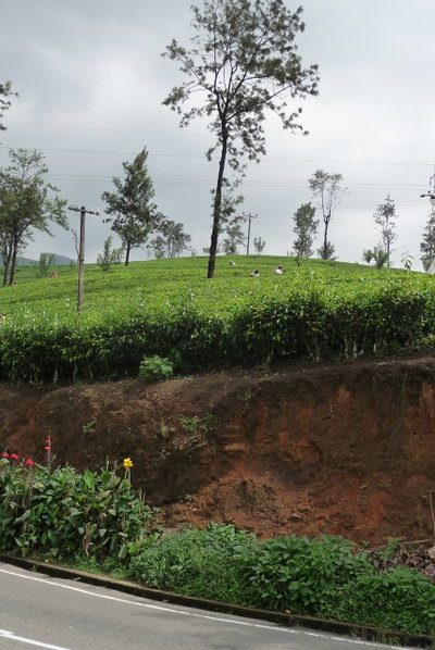 Theeplantage, Nuwara Eliya, 2013