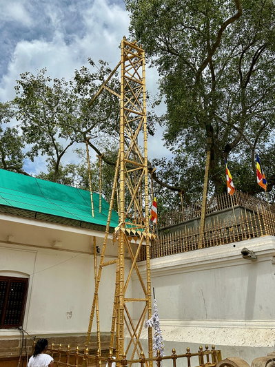 Jaya Sri Maha Bodhi - Arbre sagrat, Anuradhapura, 2023