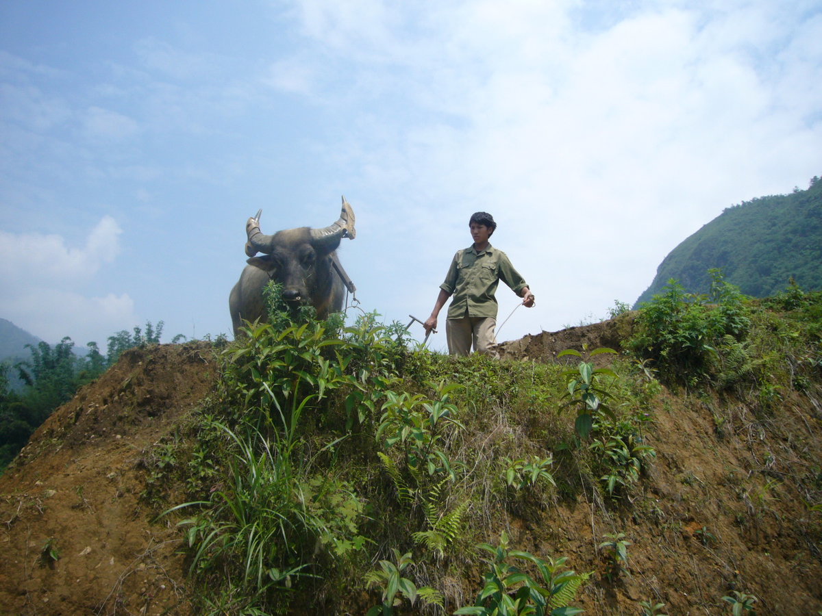 Rice ploughing, Sa Pa, Vietnam, 2008
