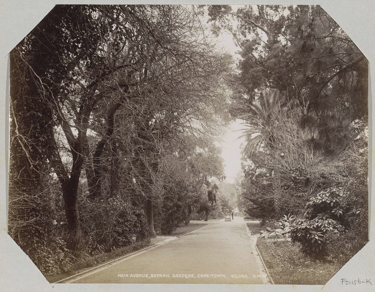 EU: Main Avenue, Botanic Gardens, Cape-Town, Cape Town, South Africa, 1896
