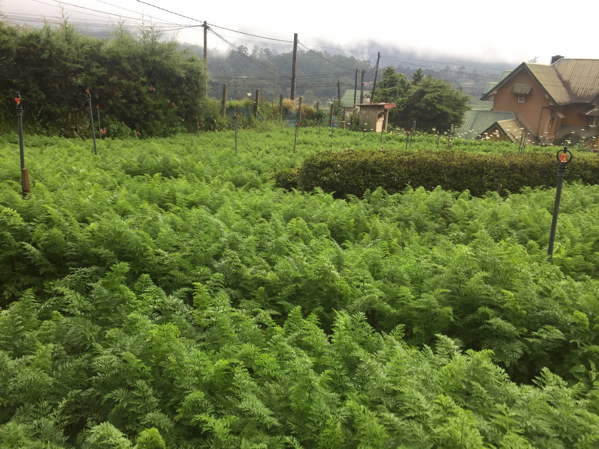 Carrot Plantation, Nuwara Eliya, Sri Lanka, 2020