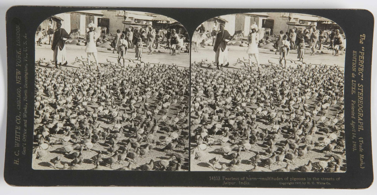 EU: Fearless of harm - multitudes of pigeons in the streets of Jaipur, India (1900), Jaipur, India, 1900