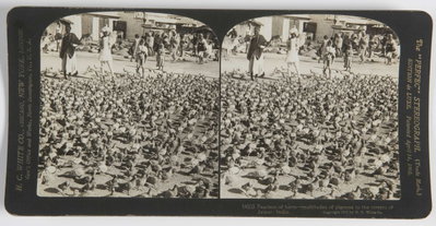 EU: Fearless of harm - multitudes of pigeons in the streets of Jaipur, India (1900), Jaipur, 1900