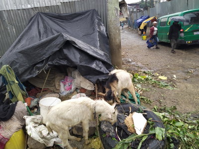 Goats on the streets of Addis Ababa, Addis Ababa, 2023