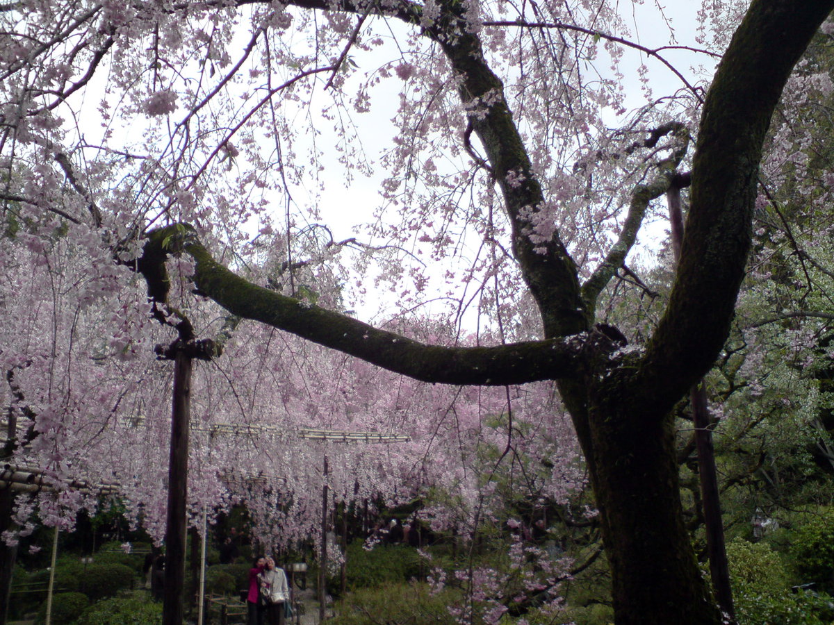 Kyoto Imperial Shrine Park, Kyoto, Japan, 2008