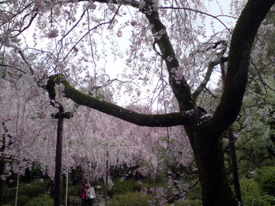 Kyoto Imperial Shrine Park, Kyoto, 2008