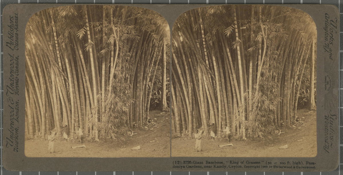 EU: Giant Bamboos, \ ‘King of Grasses\’ (50 to 100 ft.high), Peradeniya Gardens, near Kandy, Ceyln. Rationale of the title, title inscribed Underwood & Underwood Publishers (1921), Kandy, Sri Lanka, 1921