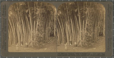 EU: Giant Bamboos, \ ‘King of Grasses\’ (50 to 100 ft.high), Peradeniya Gardens, near Kandy, Ceyln. Rationale of the title, title inscribed Underwood & Underwood Publishers (1921), Kandy, 1921