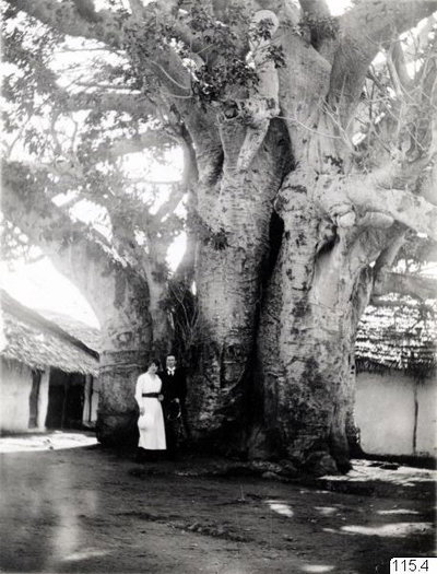 EU: Giant baobab tree and Swahili huts, Mombasa (1920), Mombasa, 1920