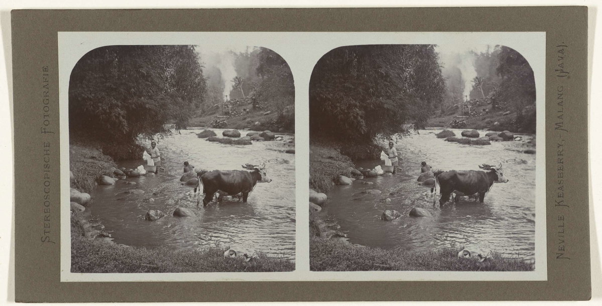 EU: Badende mensen en runderen in de Kali Brantas (1900), Malang, Indonesia, 1900