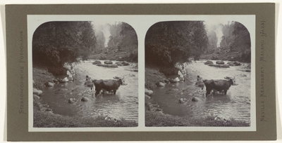 EU: Badende mensen en runderen in de Kali Brantas (1900), Malang, 1900