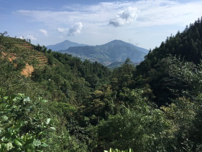 Forest in Sapa, Sa Pa — photos through time