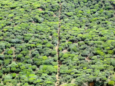 Tea plantations, Nuwara Eliya, Sri Lanka - නුවරඑළිය, ශ්‍රී ලංකාව, Nuwara Eliya, 2012