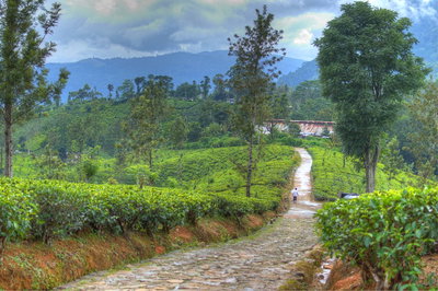 Nuwara Eliya, Sri Lanka, Nuwara Eliya, 2015